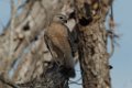 Red-shouldered Hawk